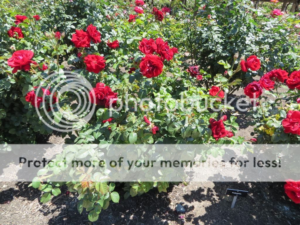 Preference photo IMG_0537_zpsc45806e9.jpg